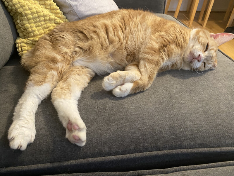 Let's see your relaxed cats