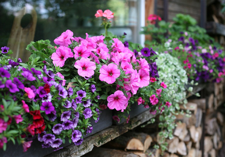Window box recommendations please?