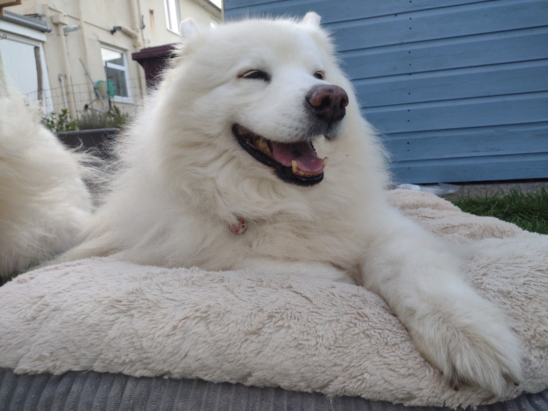 Old dog... How do you know when its 'time'? 