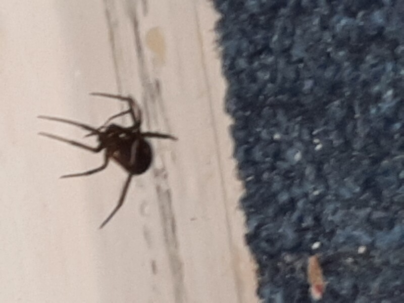 What is this spider?  Photos