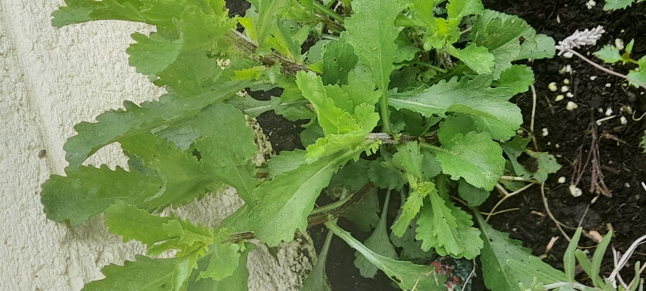 Another Plant ID please