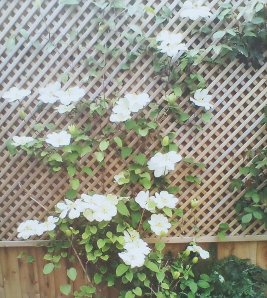 Which type of clematis?