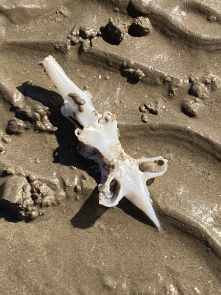 Found on beach- wtf?