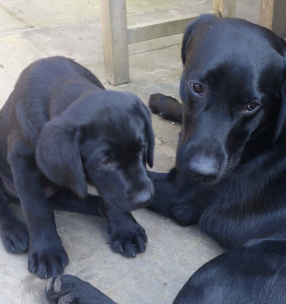 Tell me to stop looking at Labrador puppies