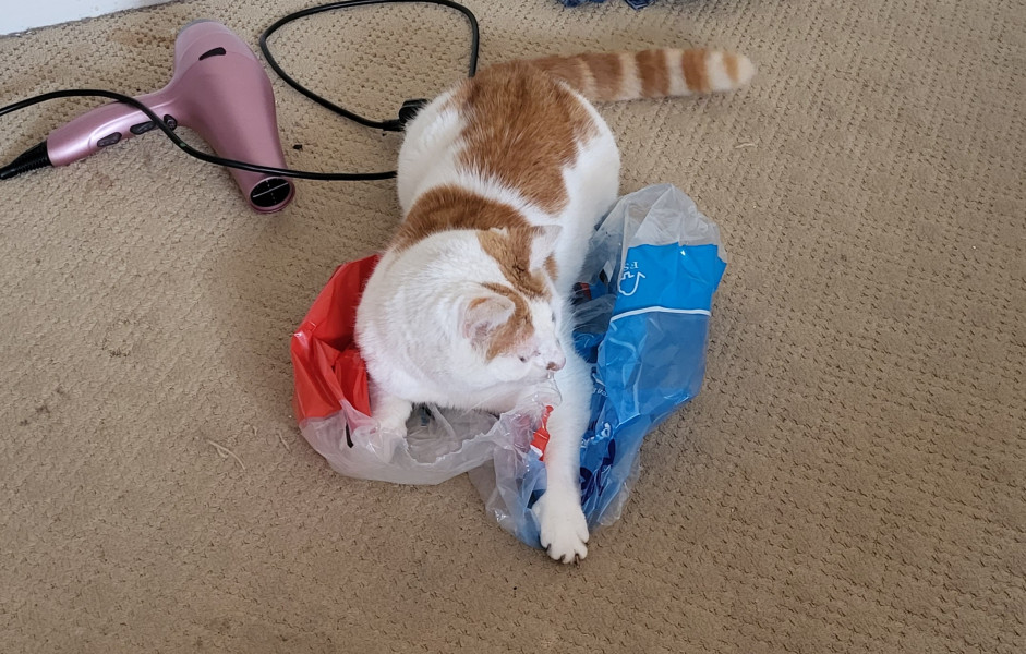 3yr old male constantly demanding food