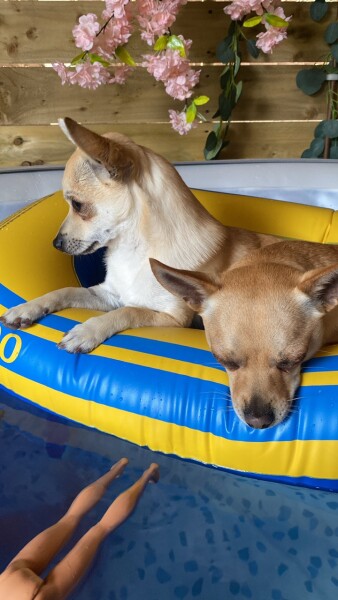 Chihuahua sun the hot tub