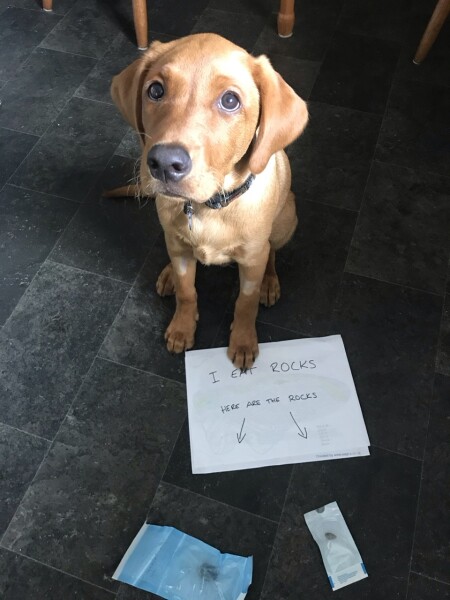 Tell me to stop looking at Labrador puppies