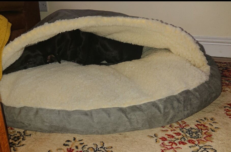 Greyhound /lurcher cave bed