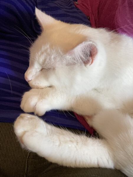 Let's see your relaxed cats