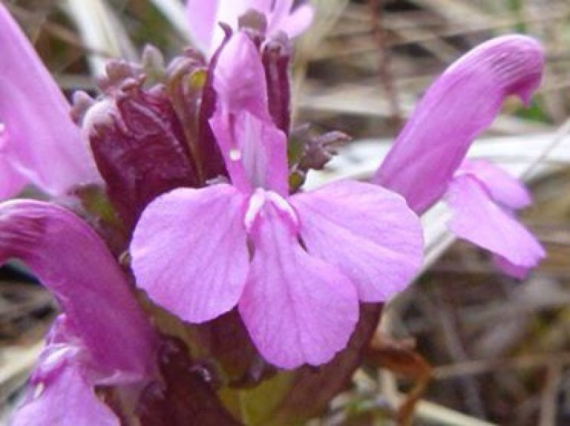 Can anyone ID this wildflower please?