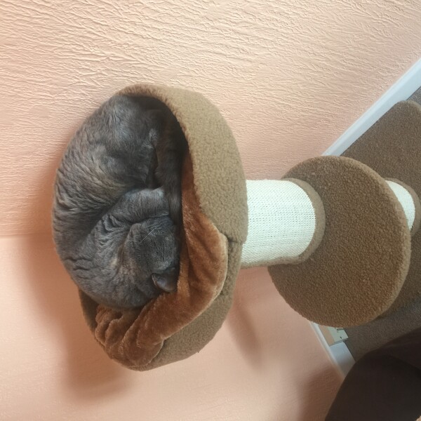 Swagger Inn 171.  Spring is just around the corner, but the HBFs still need their overcoats to keep us warm.