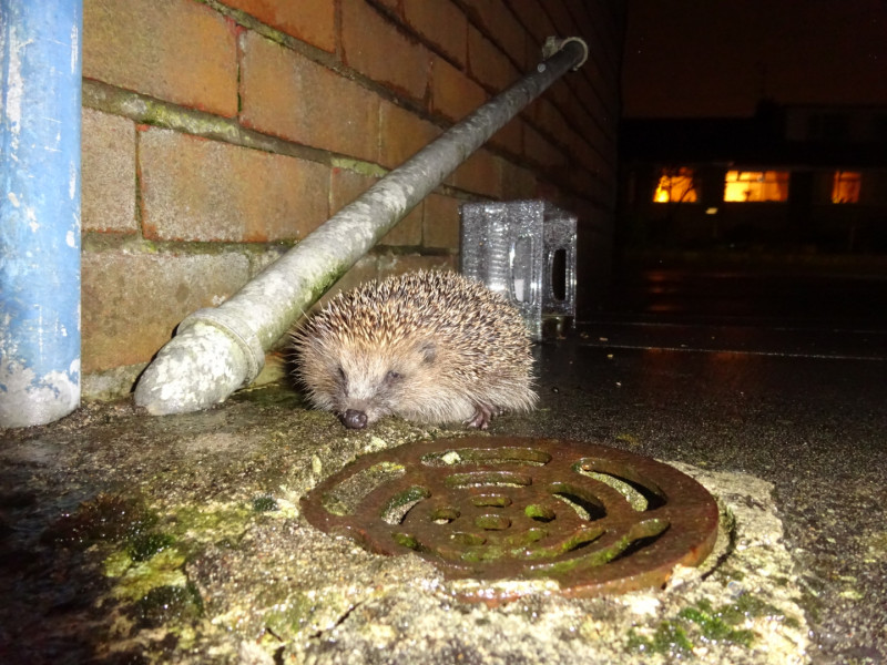Can you train a hedgehog?