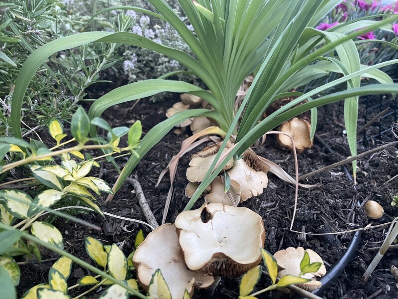 Mushrooms growing round plants