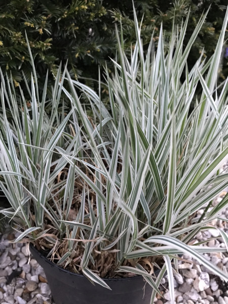 Plant ID