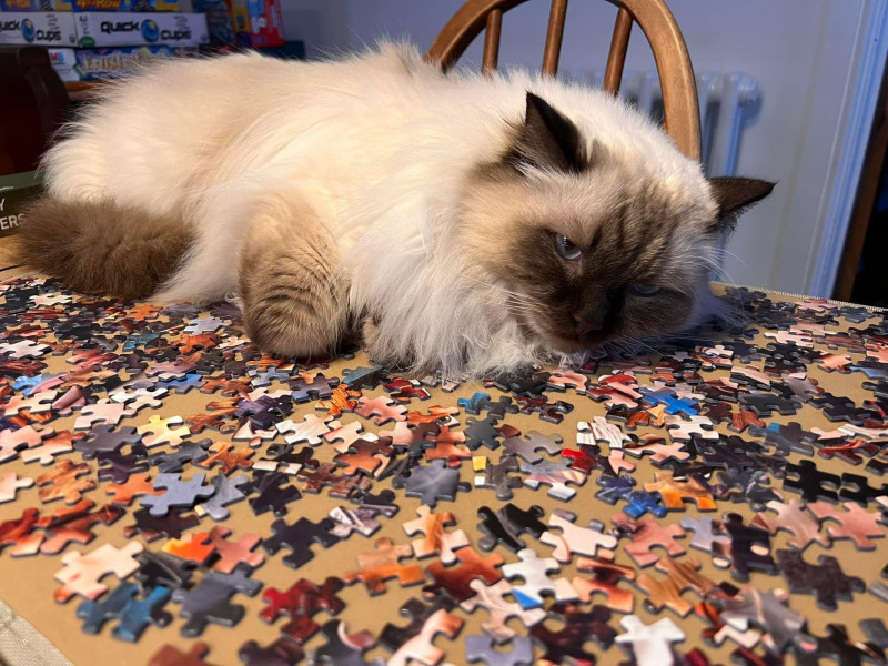 Let's see your relaxed cats