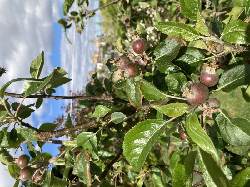 Do I let it ‘apple’ this year?
