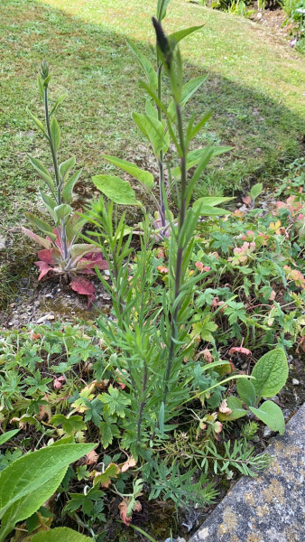 Is this a weed?