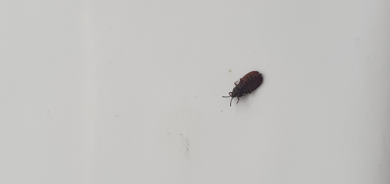 Is this a bedbug or a random insect