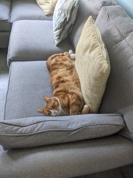 What has your experience of ginger  cats been ? 