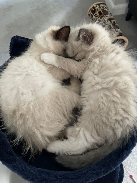 A bowl of kittens (photo)