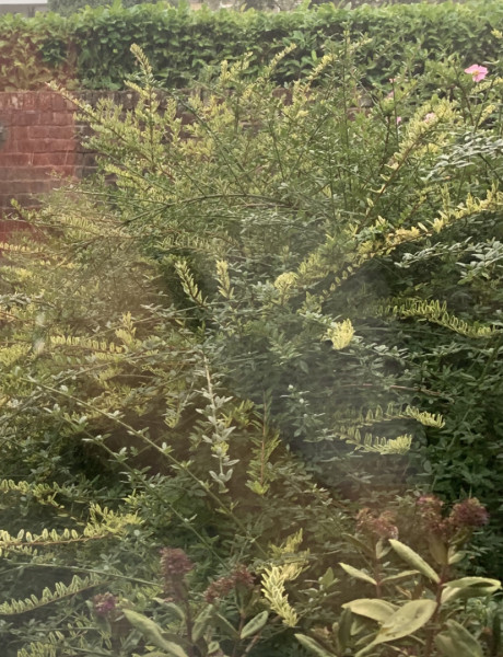 Help with front garden, I'm clueless!