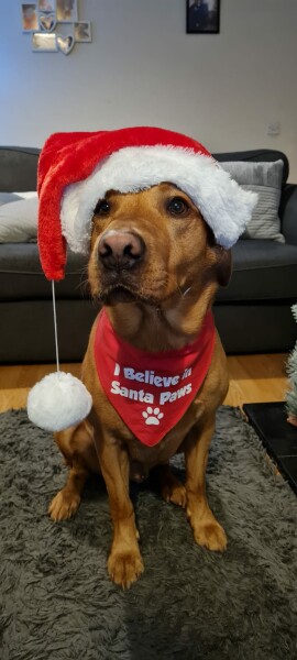 What other owners say  good and bad about your dog