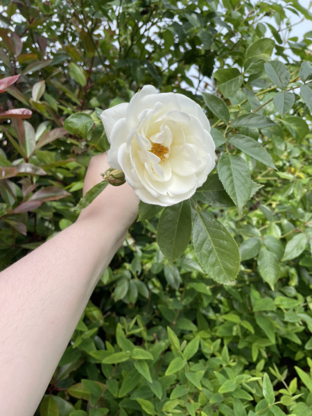 Help identifying plants please