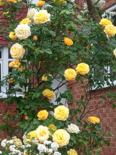 Long shot - anyone able to ID this rose for me?