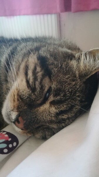 Let's see your relaxed cats