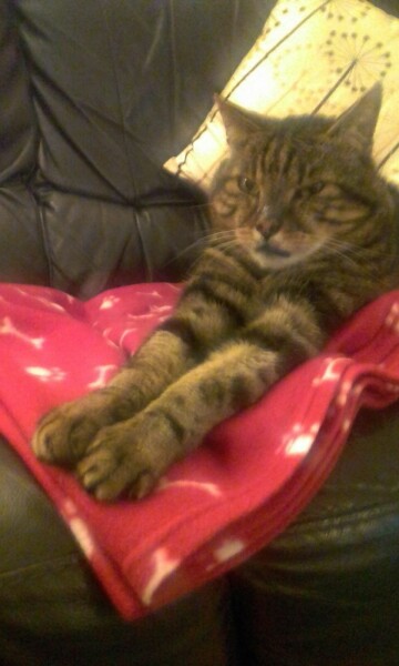 Let's see your relaxed cats