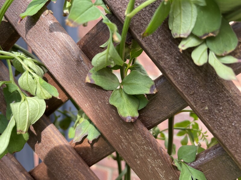 Can anyone help me with my jasmine. 