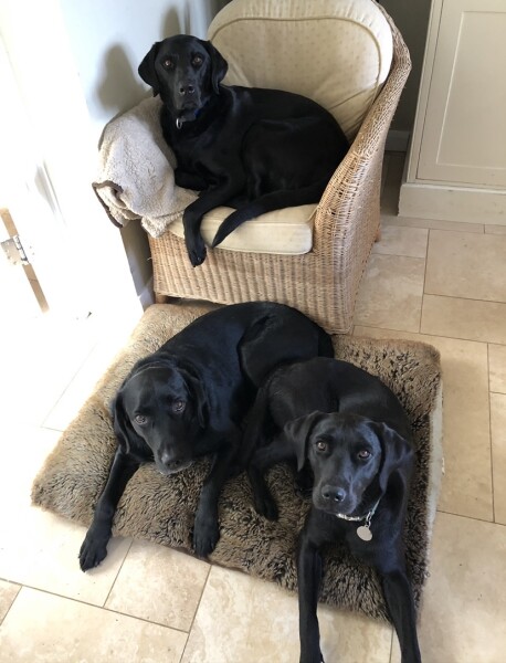 Tell me to stop looking at Labrador puppies