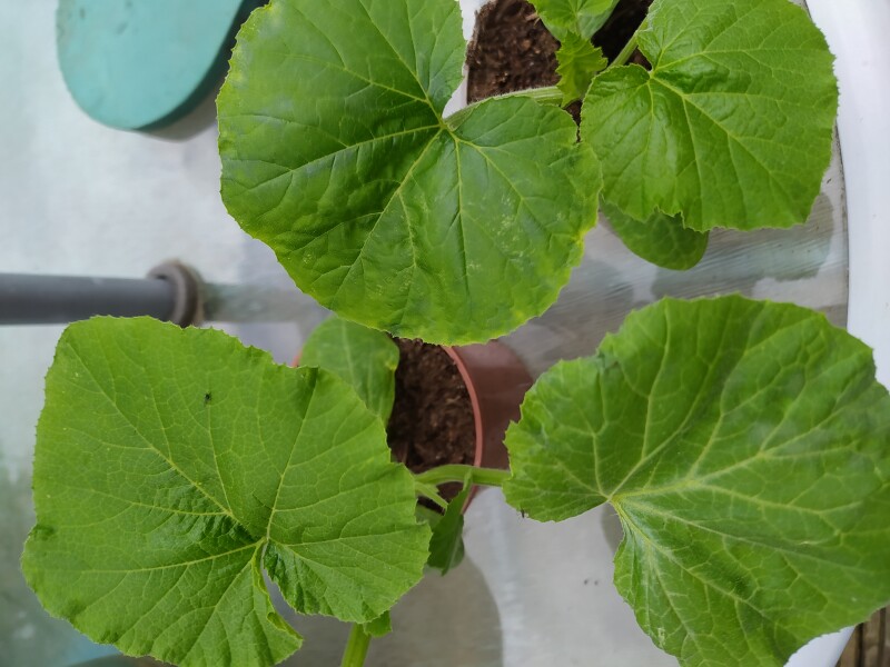 Are these courgette or pumpkin plants? 