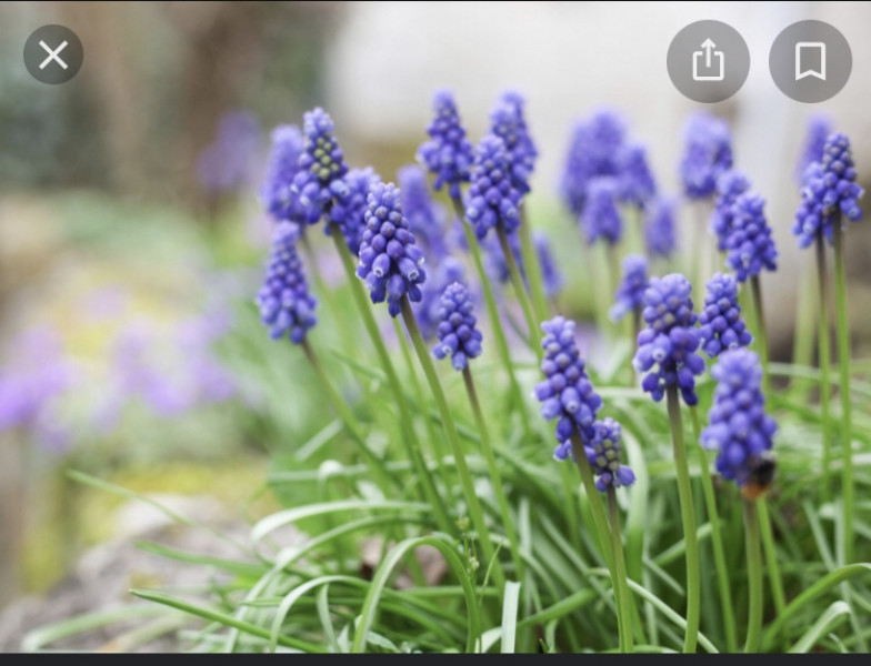 Bluebells help!