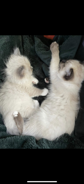 Can you help me name a male kitten please? Certain criteria
