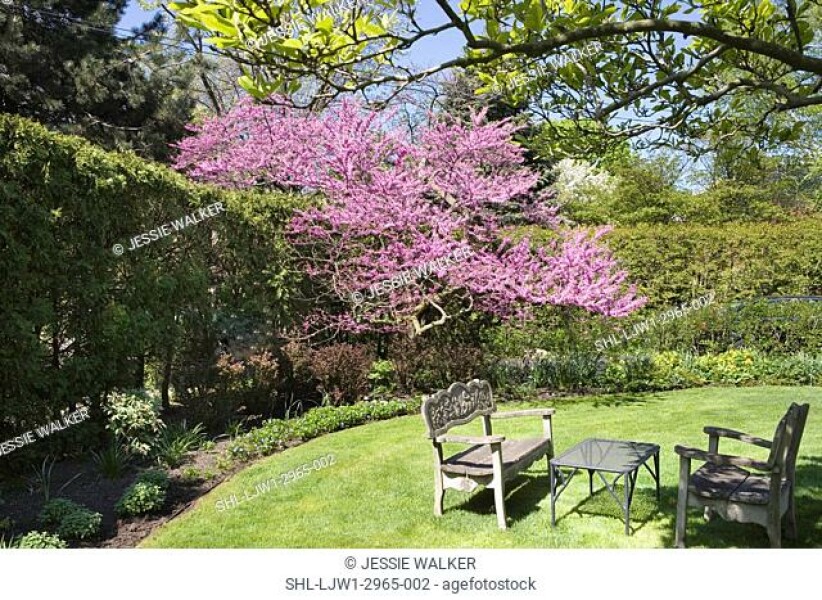 Need ideas for this messy garden! 