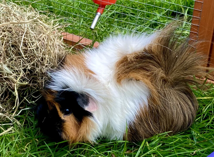 Advice on bonding a New Guinea