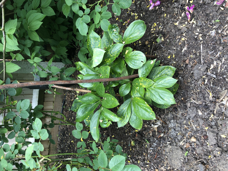 Peony help
