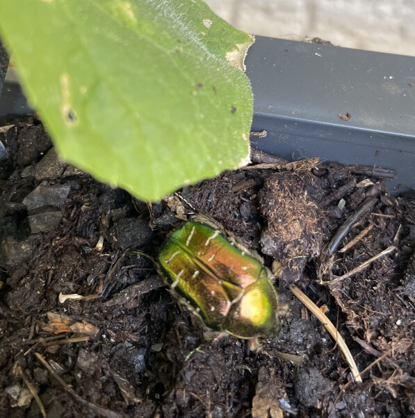 Can anyone identify this beetle (big) in my garden?