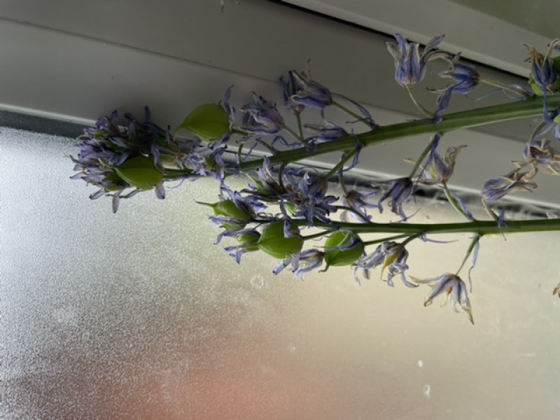 Bluebells help!