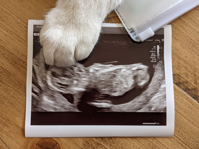 Preparing to TTC in 2022