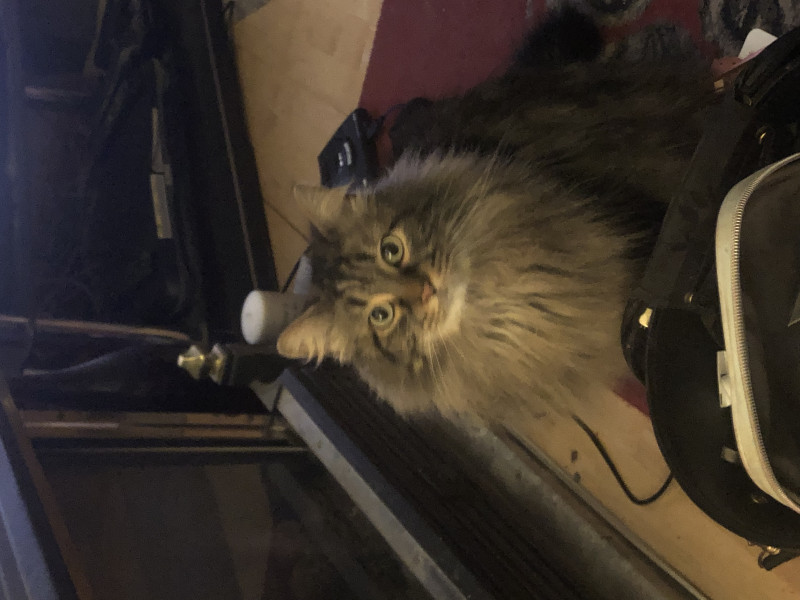 What have you done to annoy your cat today?