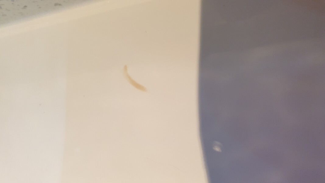 Hair dye on the tank of my toilet 🚽 