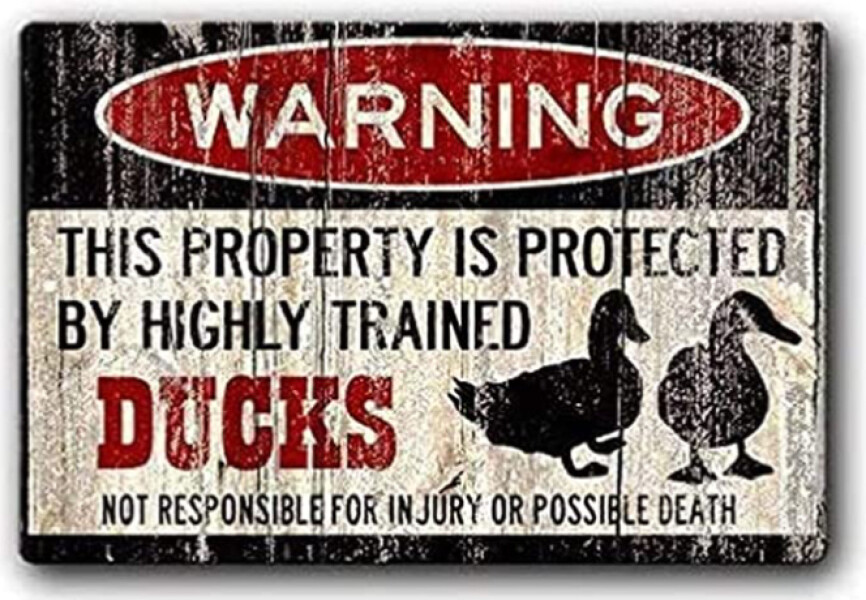 Duck Tales! (Still not what I expected to wake up to this morning)