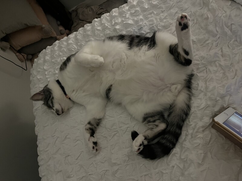 Let's see your relaxed cats