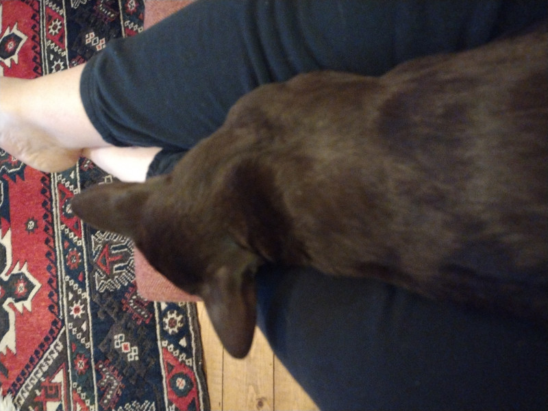 Let's see your relaxed cats