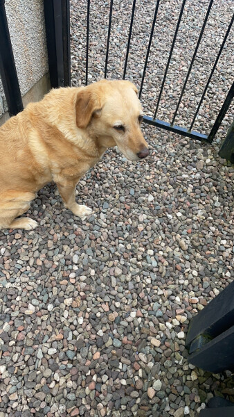 Tell me to stop looking at Labrador puppies