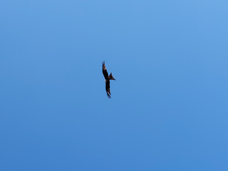 Birds of Prey - now see them daily.