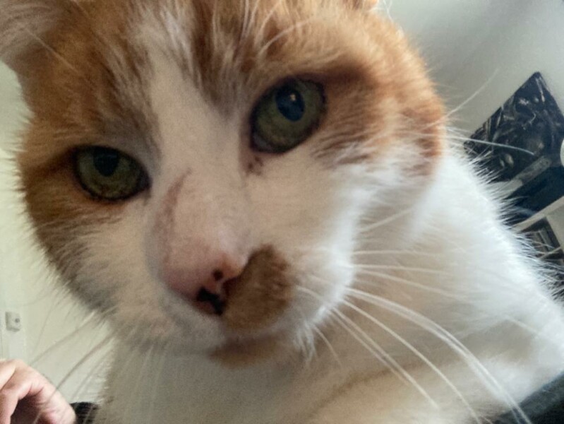 What has your experience of ginger  cats been ? 