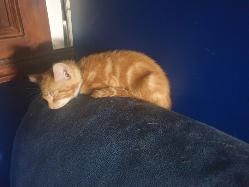 Introducing my new master, Mog